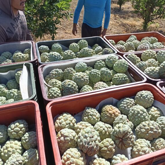 Professor e alunas do programa de pós-graduação em Fitotecnia visitam produtor de frutíferas na fazenda DaniFrutas, município de Limoeiro do Norte-CE