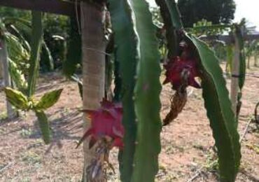 Parceria vai viabilizar produção de pitaya por agricultores familiares