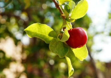 Para ler de novo (2015): pesquisas com sabor de frutas no pomar da Ufersa