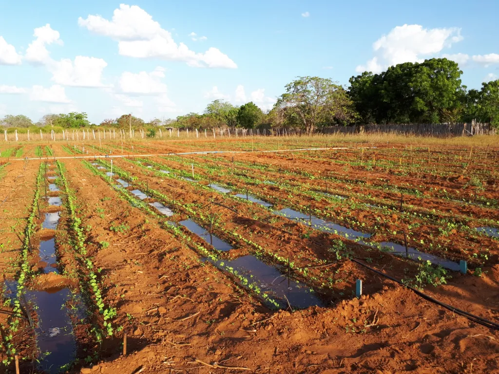 Sistema de Irrigação Adaptado ao Semiárido Recebe Patente com Contribuição do PPGFITO/UFERSA